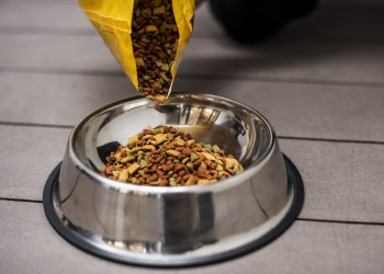 como escolher a melhor ração para o seu pet