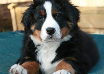 Como evitar pulgas e carrapatos de forma segura: cuidados essenciais com seu pet