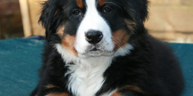 Como evitar pulgas e carrapatos de forma segura: cuidados essenciais com seu pet