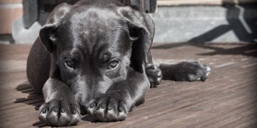como lidar com a ansiedade de separação nos pets dicas para cuidar do bem estar do (