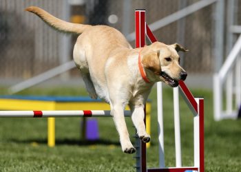 comportamentos curiosos dos cães e seus significados