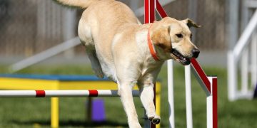 comportamentos curiosos dos cães e seus significados