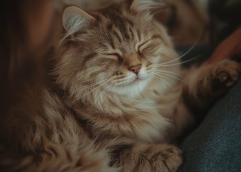 por que os gatos ronronam