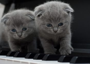 raças de cães e gatos mais indicadas para apartamentos