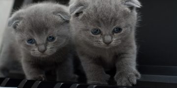 raças de cães e gatos mais indicadas para apartamentos