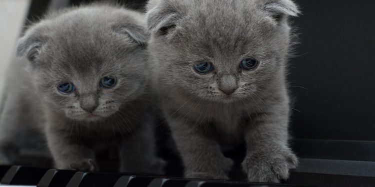 raças de cães e gatos mais indicadas para apartamentos