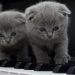 raças de cães e gatos mais indicadas para apartamentos