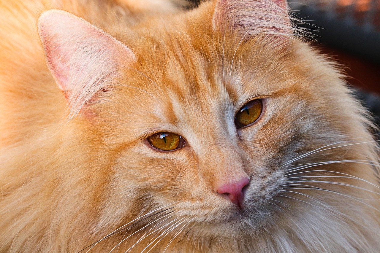 raças de cães e gatos mais indicadas para apartamentos