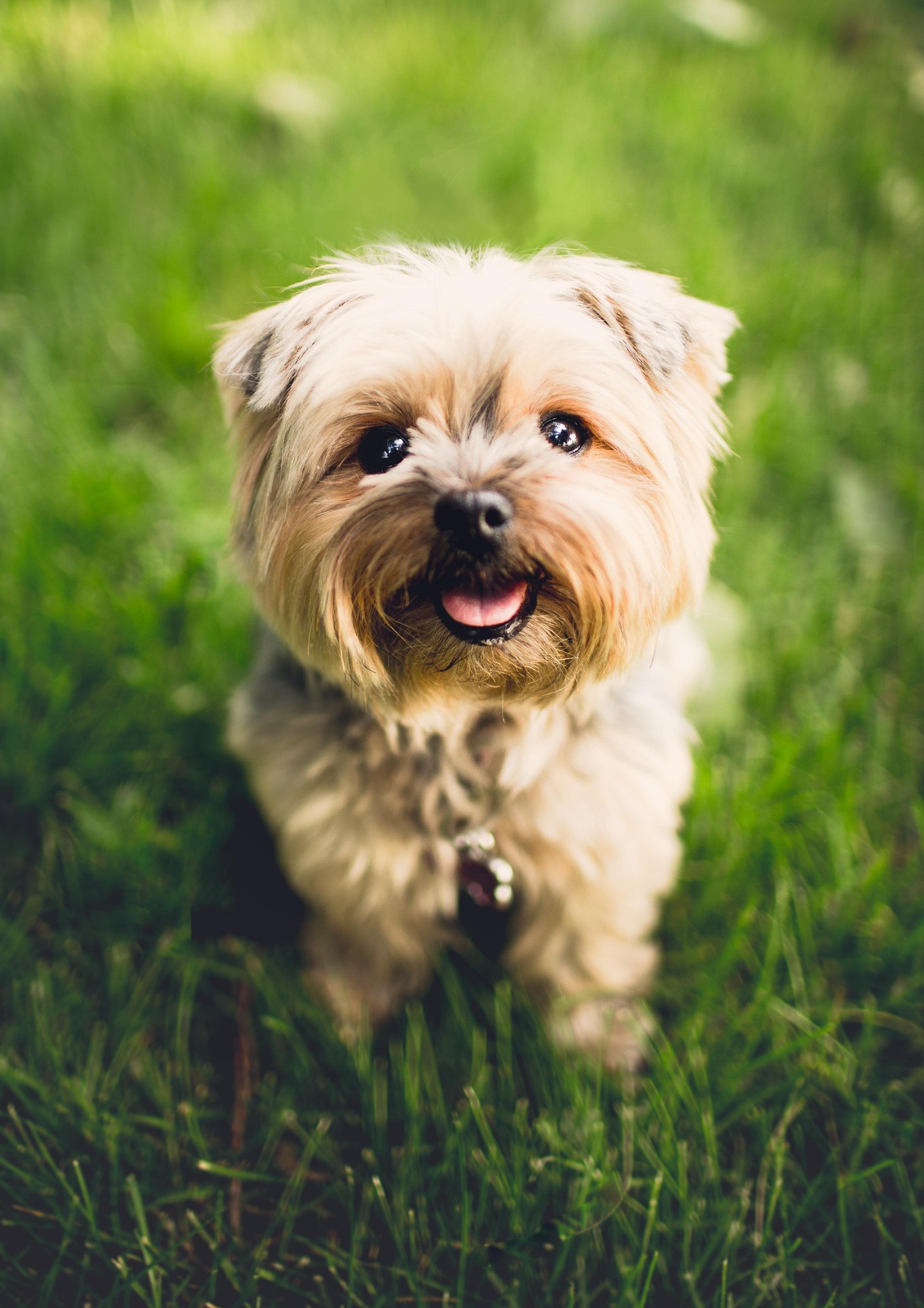 raças de cães e gatos mais indicadas para apartamentos