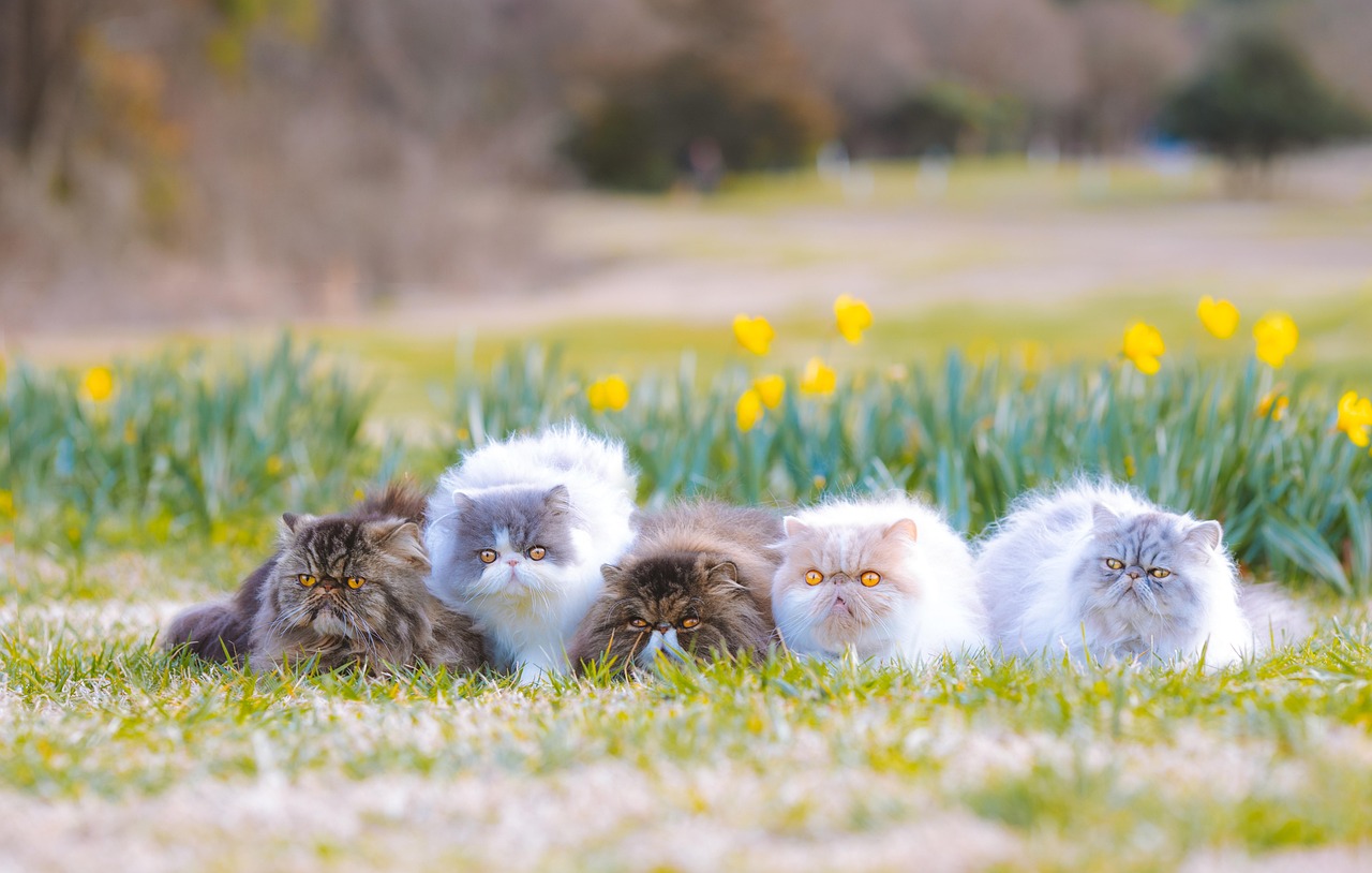 raças de cães e gatos mais indicadas para apartamentos 