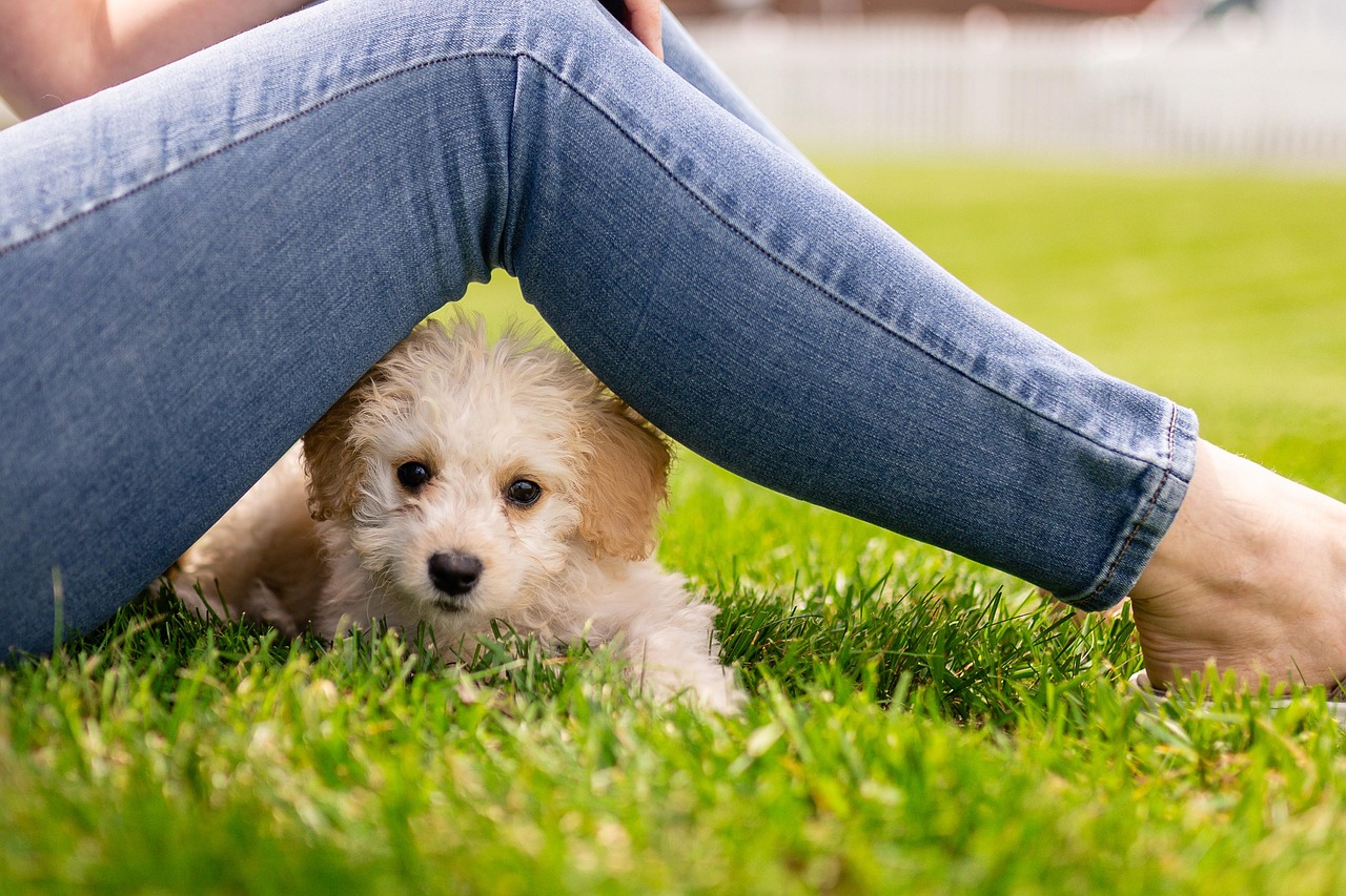 será que seu pet é um gênio descubra como cães e gatos pensam