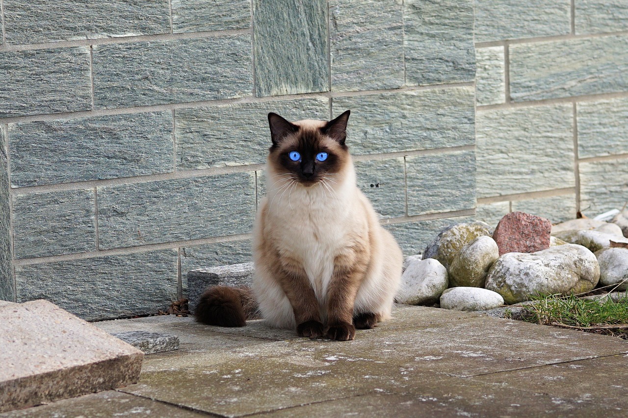 será que seu pet é um gênio descubra como cães e gatos pensam (