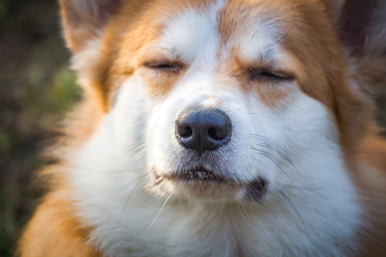 será que seu pet é um gênio descubra como cães e gatos pensam