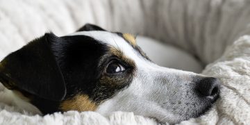 será que seu pet é um gênio descubra como cães e gatos pensam