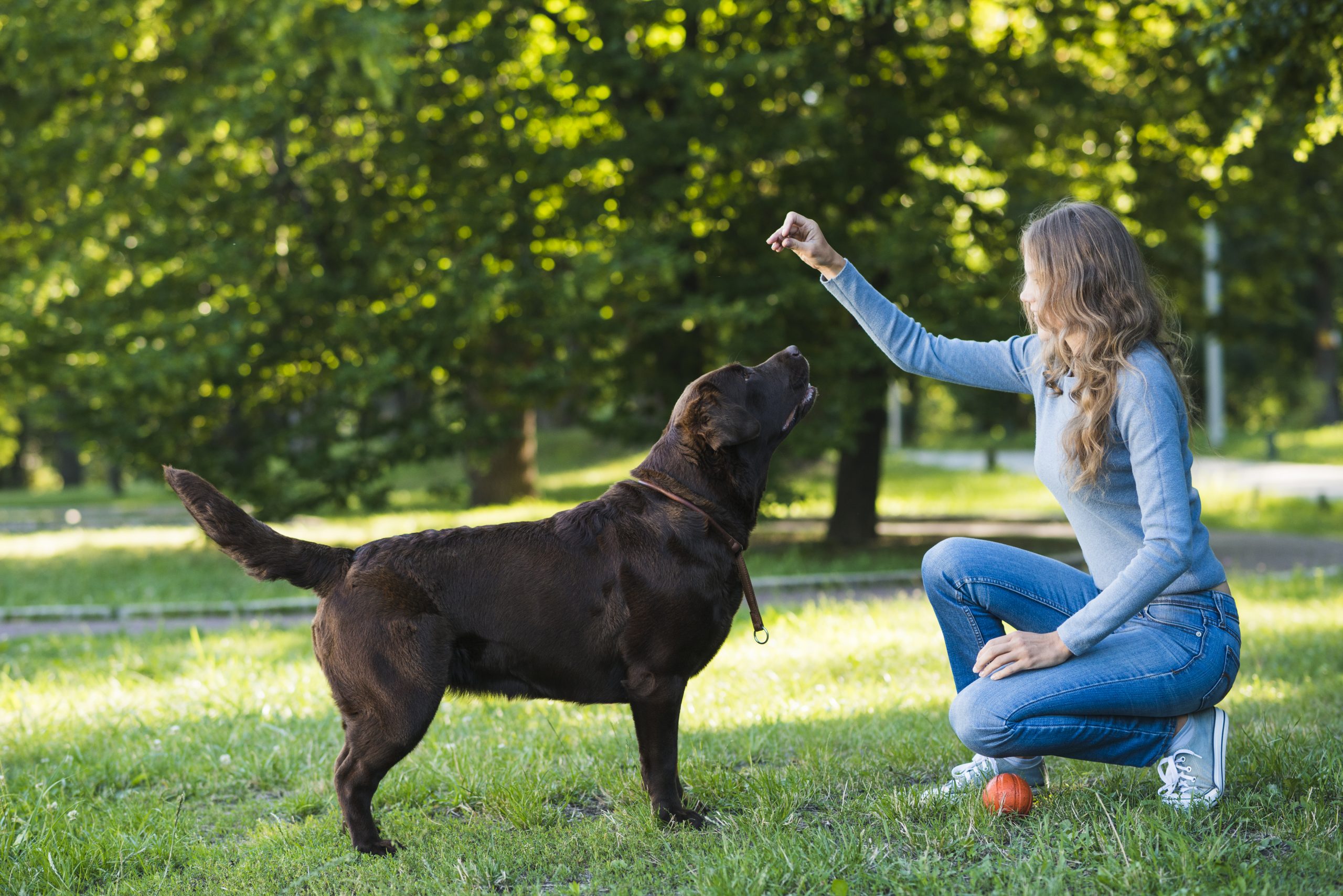 técnicas positivas de adestramento como educar seu pet com amor