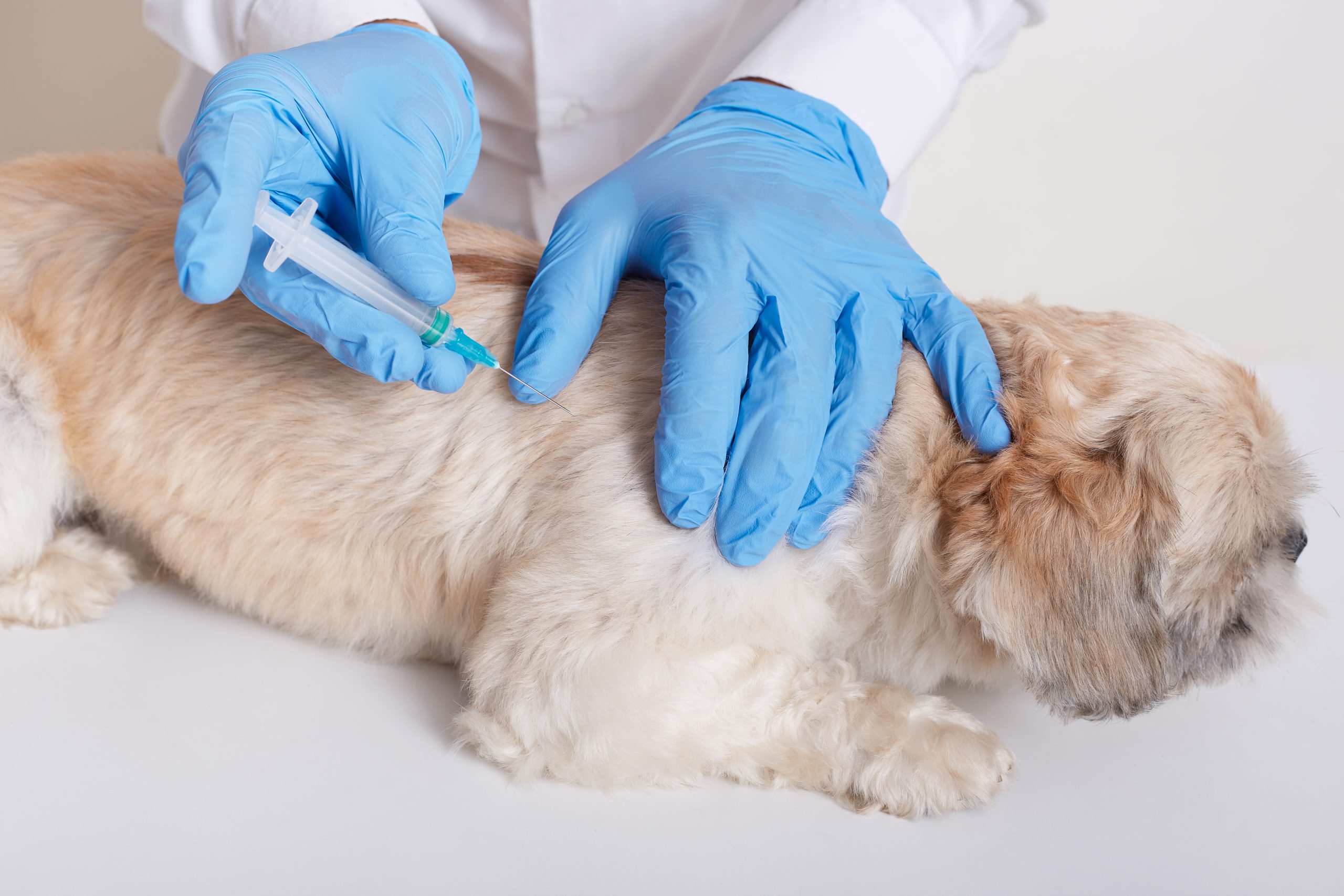 Vacinação em dia: Proteja a saúde do seu cão ou gato com amor e responsabilidade
