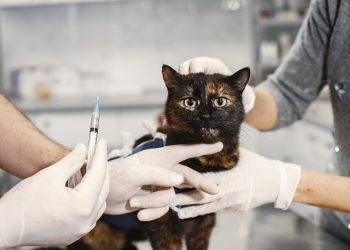 Vacinação em dia: Proteja a saúde do seu cão ou gato com amor e responsabilidade
