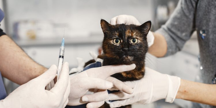 Vacinação em dia: Proteja a saúde do seu cão ou gato com amor e responsabilidade