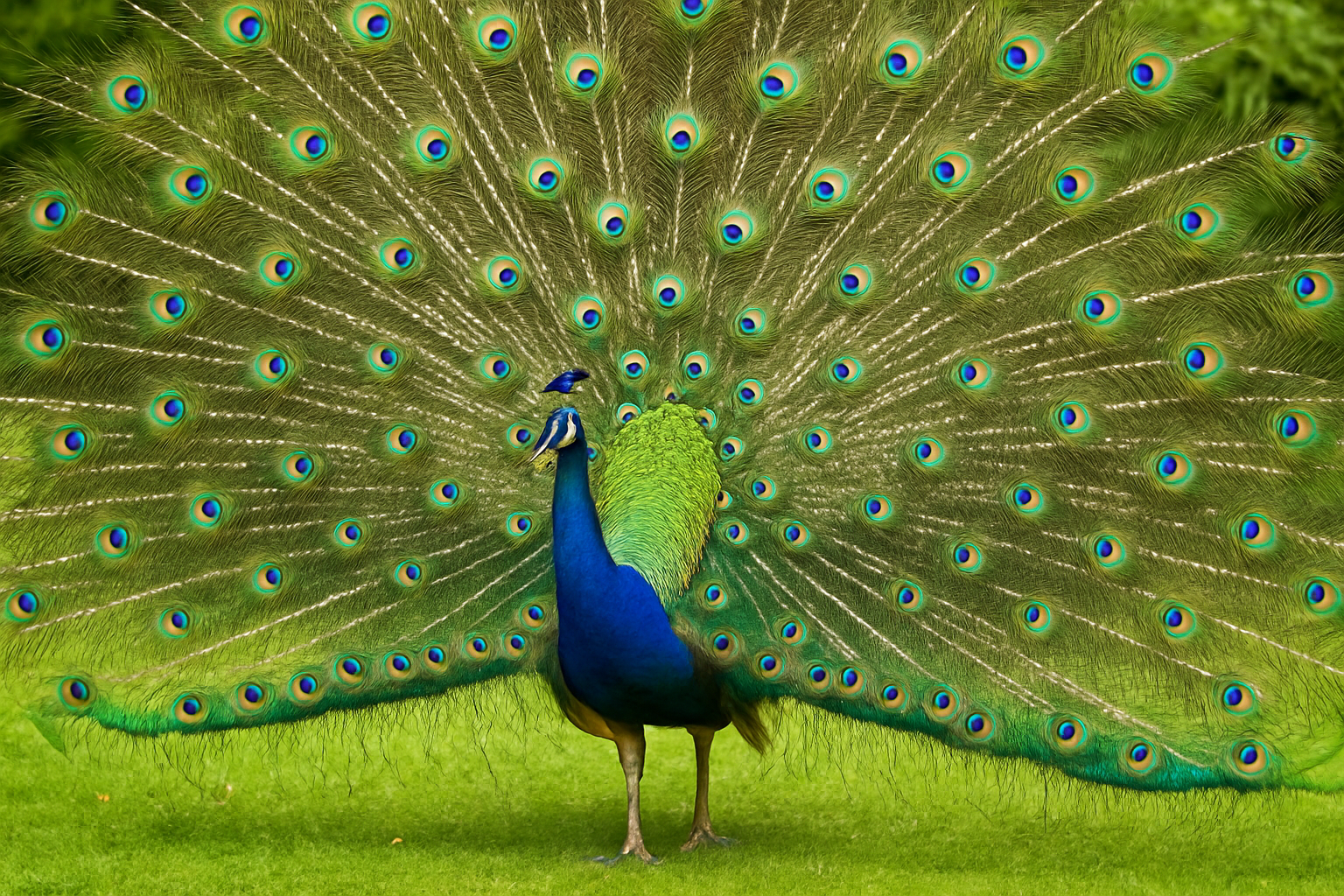 a beleza do pavão (