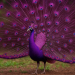 a beleza do pavão