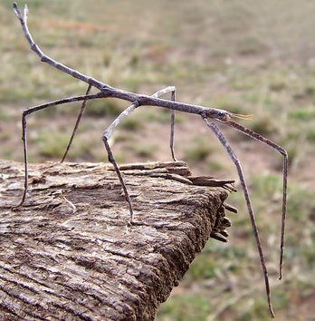 animais que se camuflam