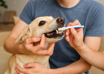como cuidar da saúde bucal do seu pet