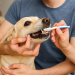 como cuidar da saúde bucal do seu pet