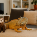 Animais Exóticos que as pessoas têm em casa — E a legalidade disso