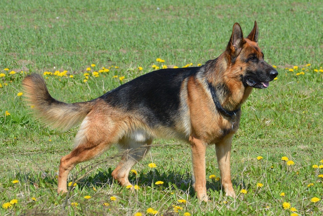 As raças de cães mais inteligentes do mundo e o que as torna