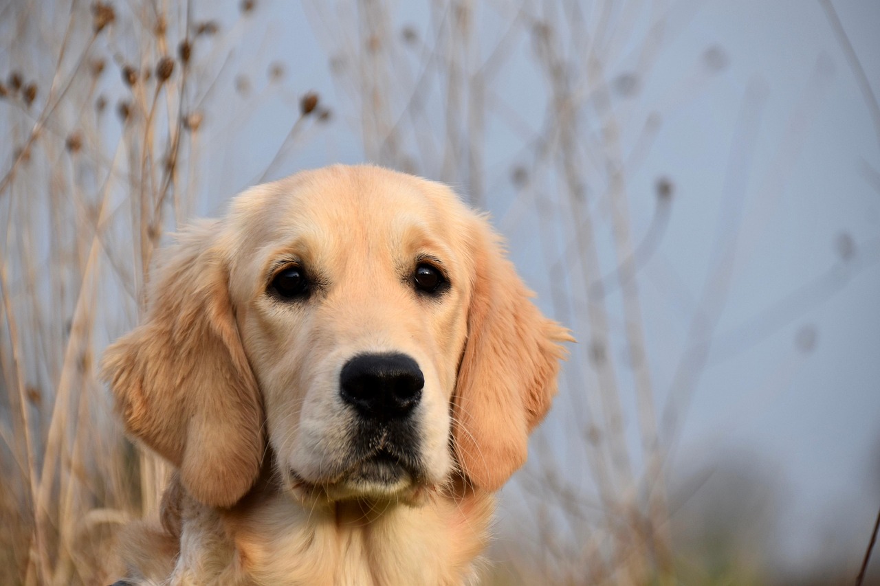 As raças de cães mais inteligentes do mundo e o que as torna