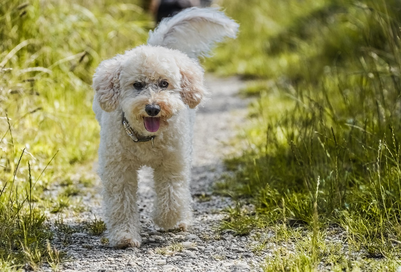 As raças de cães mais inteligentes do mundo e o que as torna e