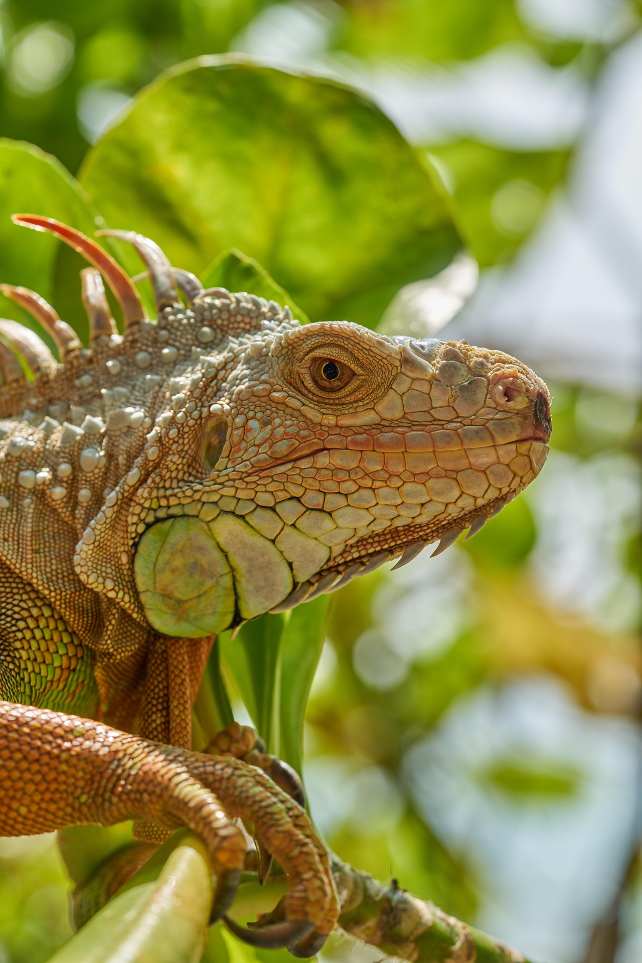 Cuidados com pavões, iguanas e araras como pets exóticos