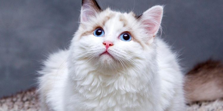 Gatos 10 curiosidades que até tutores experientes não sabiam