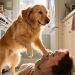 Pets heróis - história de animais que salvaram vida