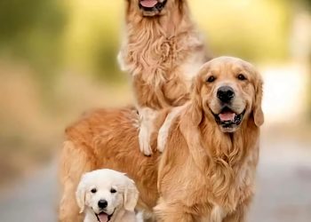 as raças de cães mais fofas e populares nas redes sociais em 2025