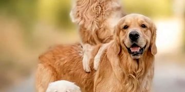 as raças de cães mais fofas e populares nas redes sociais em 2025