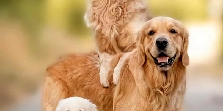 as raças de cães mais fofas e populares nas redes sociais em 2025