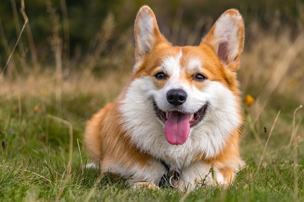 as raças de cães mais inteligentes do mundo