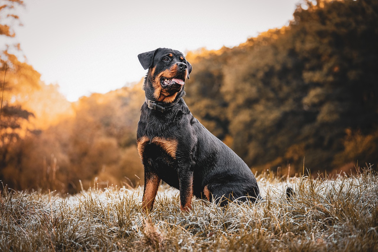 as raças de cães mais inteligentes do mundo