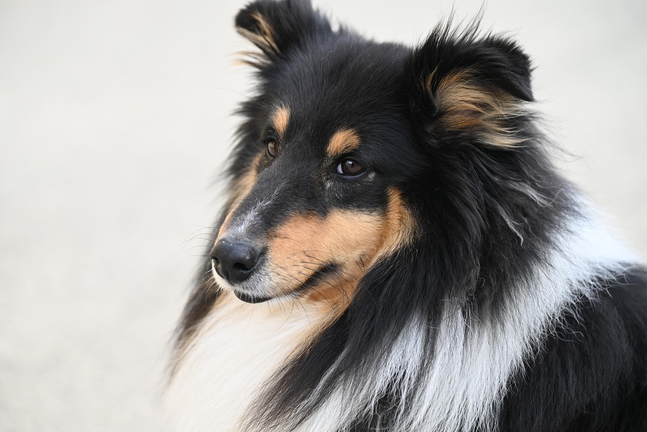 as raças de cães mais inteligentes do mundo