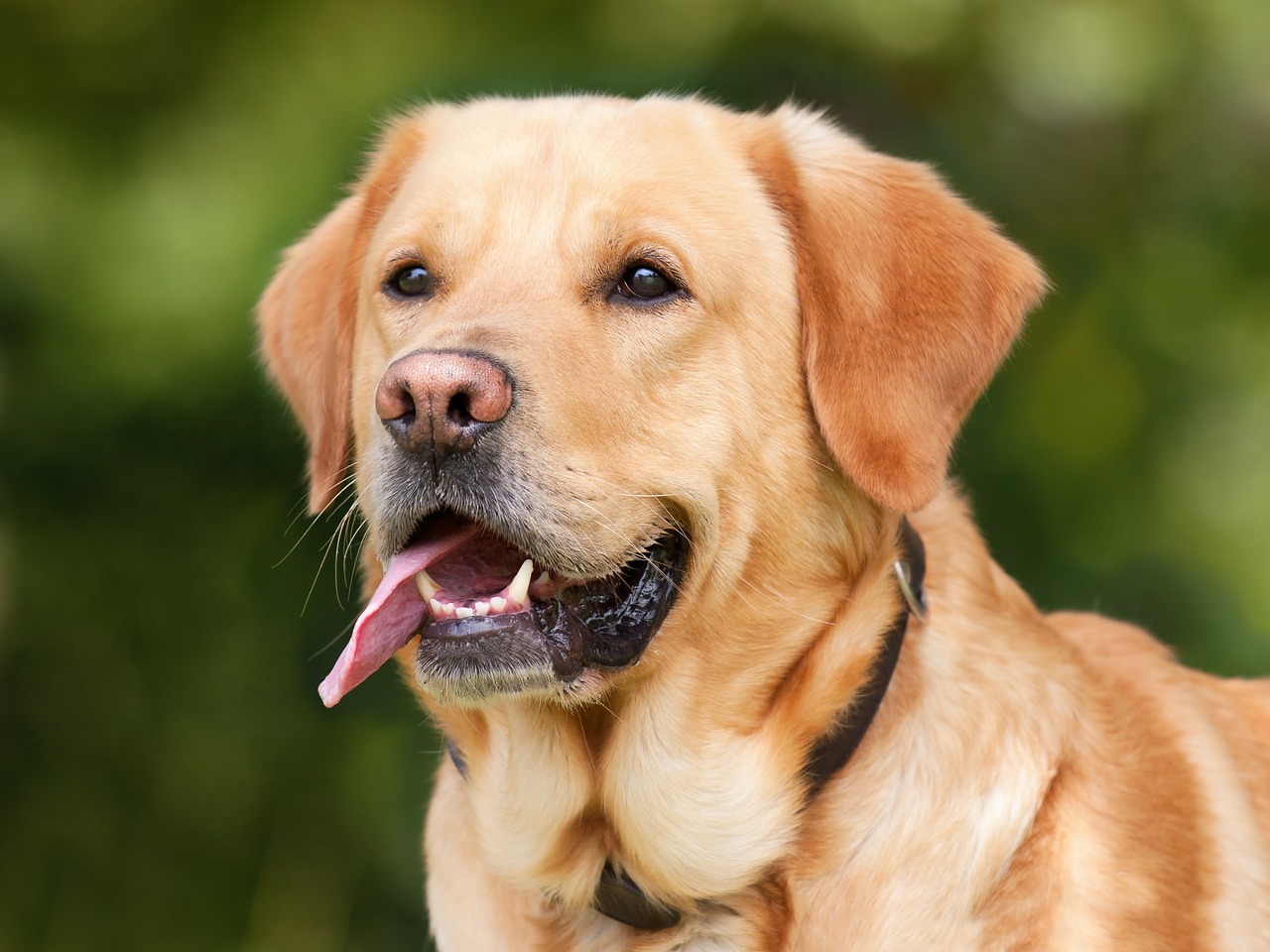 as raças de cães mais inteligentes do mundo
