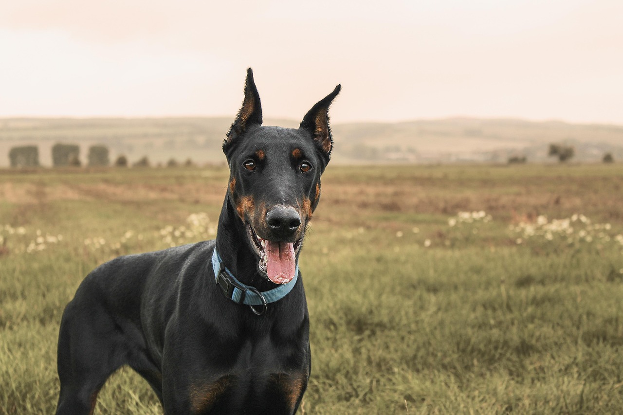 As raças de cães mais inteligentes do mundo e o que as torna especiais